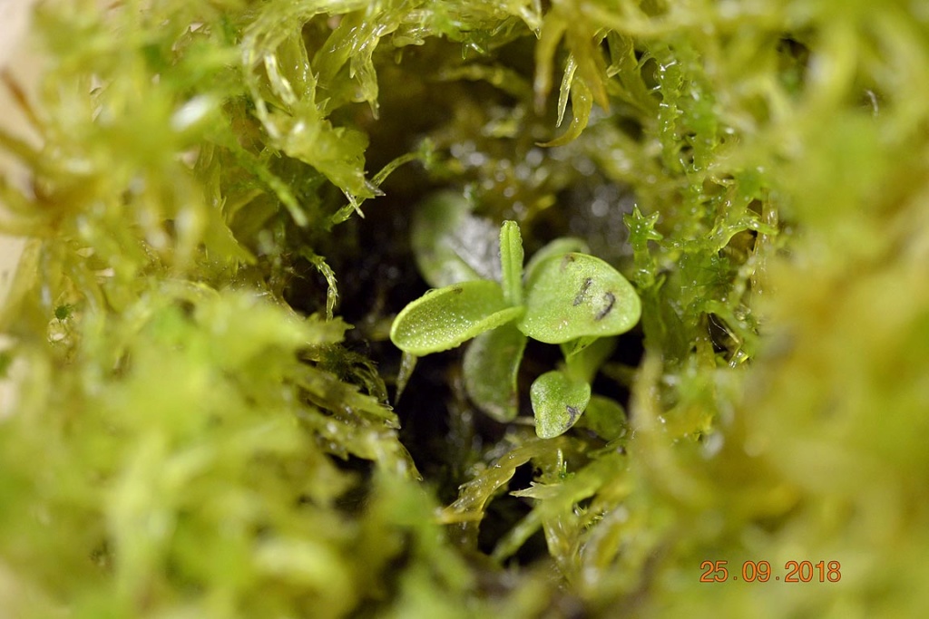 pinguicula primuliflora : repos ou pas 25_sep11