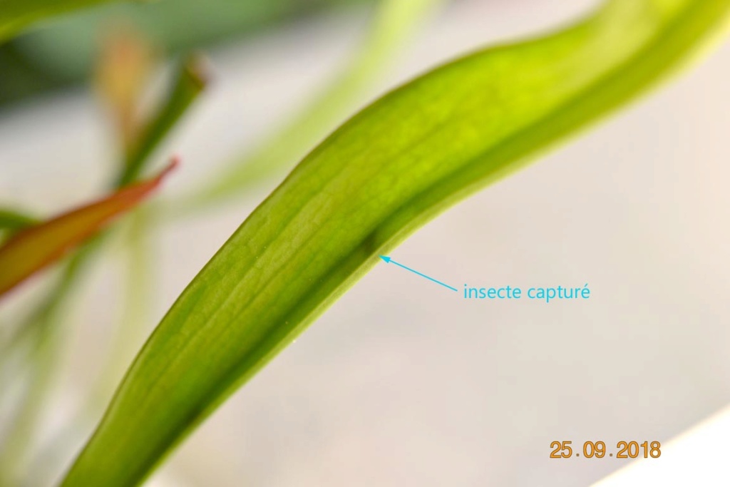 pinguicula primuliflora : repos ou pas 25_sep14