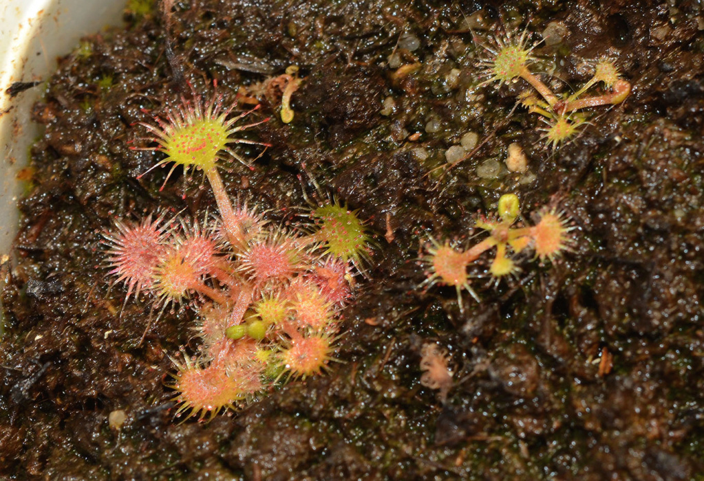 Drosera rotundifolia indoor, led far-red et effet emerson : nouveaux résultats Boutur16