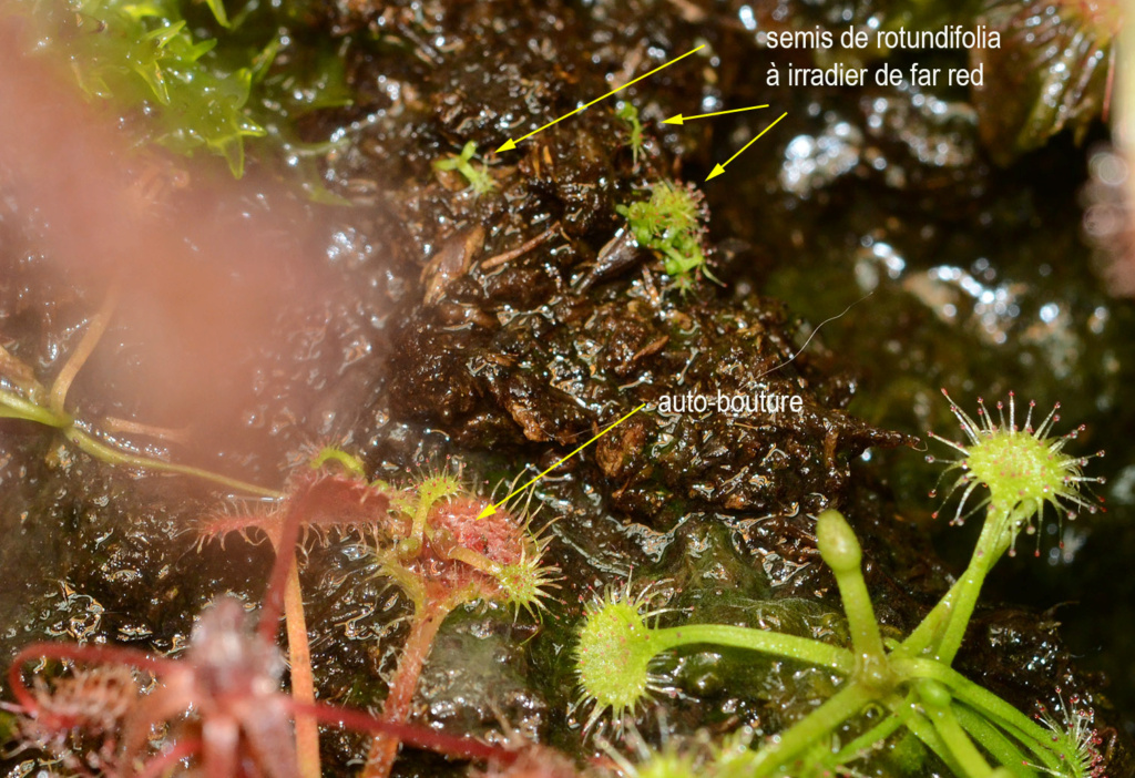 Drosera rotundifolia indoor, led far-red et effet emerson : nouveaux résultats Boutur17