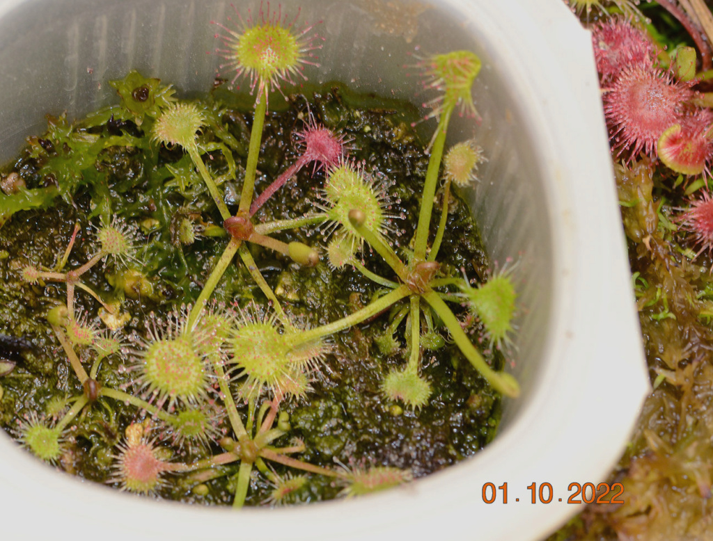 Drosera rotundifolia indoor, led far-red et effet emerson : nouveaux résultats Jeune_10