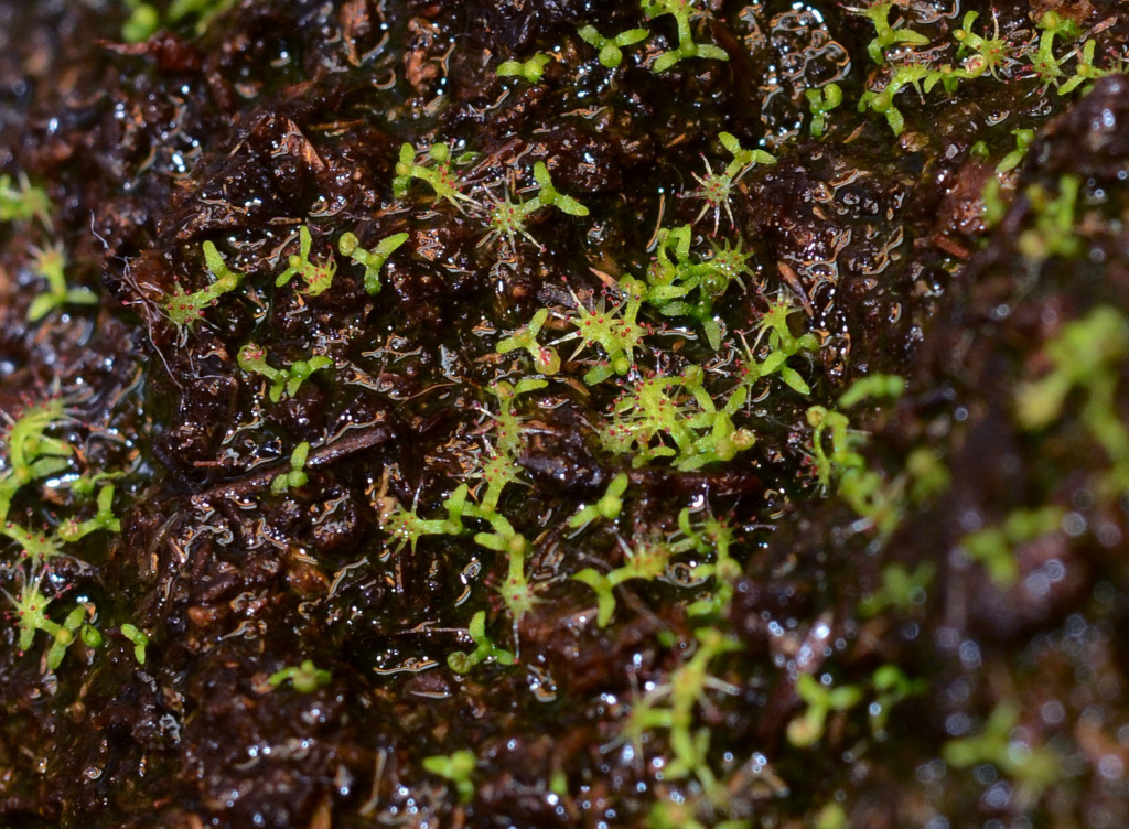 Drosera rotundifolia indoor, led far-red et effet emerson : nouveaux résultats Semis_12