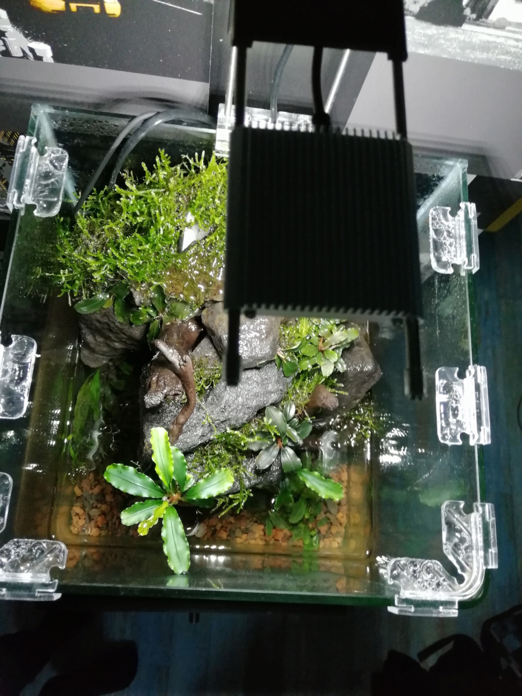 nano paludarium Img_2013