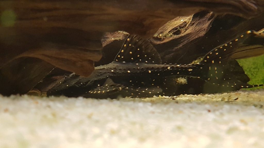 Mes Loricaridés (ou "pleco") 20181127