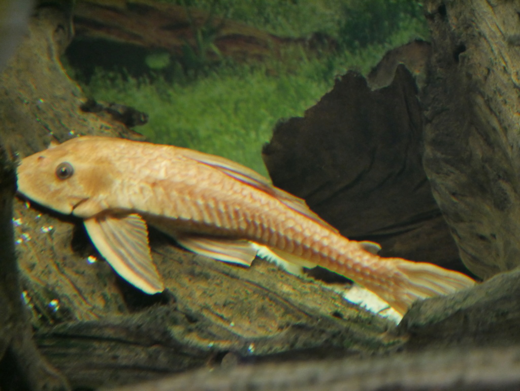 Mes Loricaridés (ou "pleco") P1000118