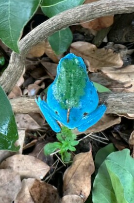 [Hyla arborea] Grenouille bleue Photo_10