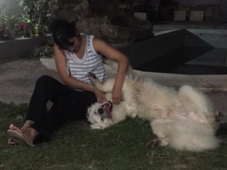 Titan (Kuvasz macho) 2014 mendoza  36890610