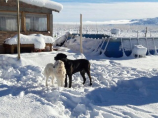 Alaska (kuvasz hembra) 2015 uspallata - mendoza  Alaska12