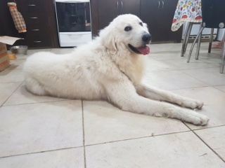 roger (macho - kuvasz )2015 En la FCA (Lautaro)rosario -santa fe Roger810