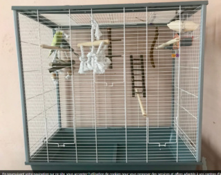 Et soudain... une nouvelle perruche! Cage_110