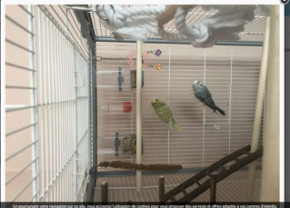 Et soudain... une nouvelle perruche! Cage_310