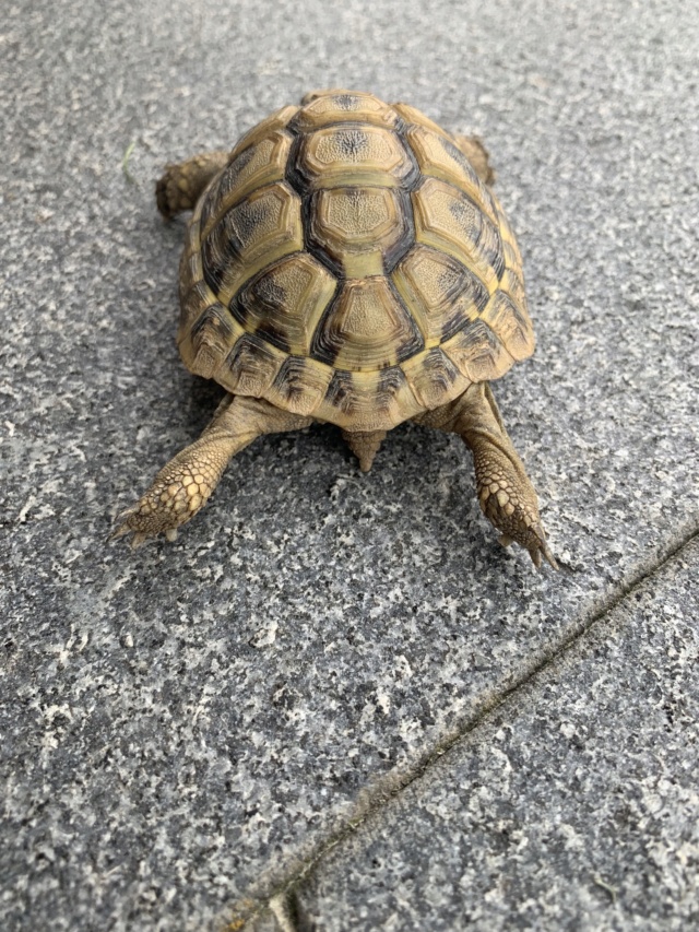 Sexage de ma tortue de 4 ans Img_0820