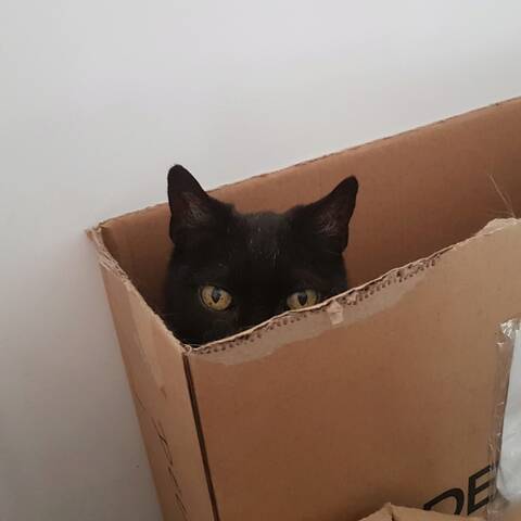 Serge Serge