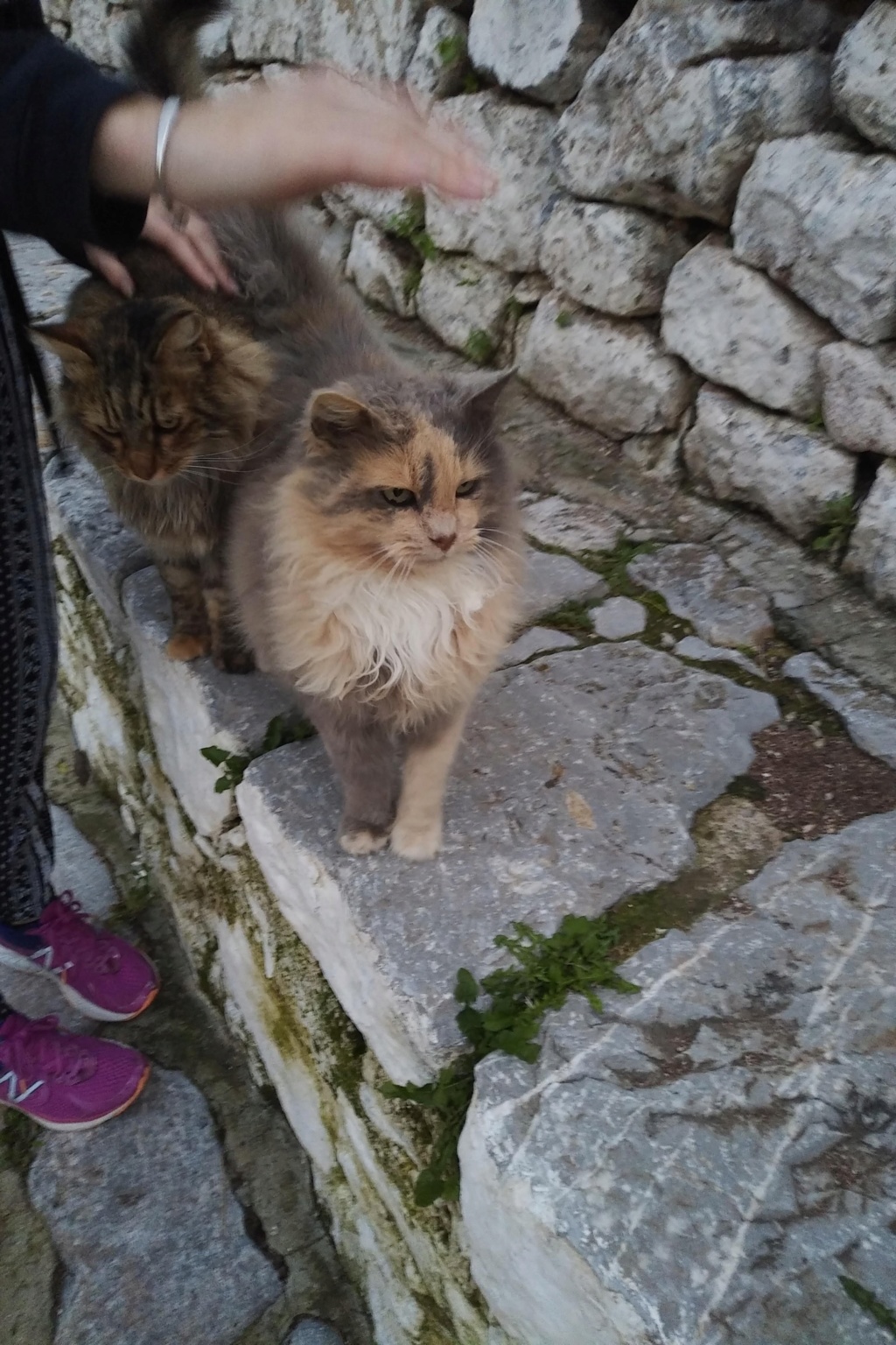 Les chats de Grèce ... Img_2120