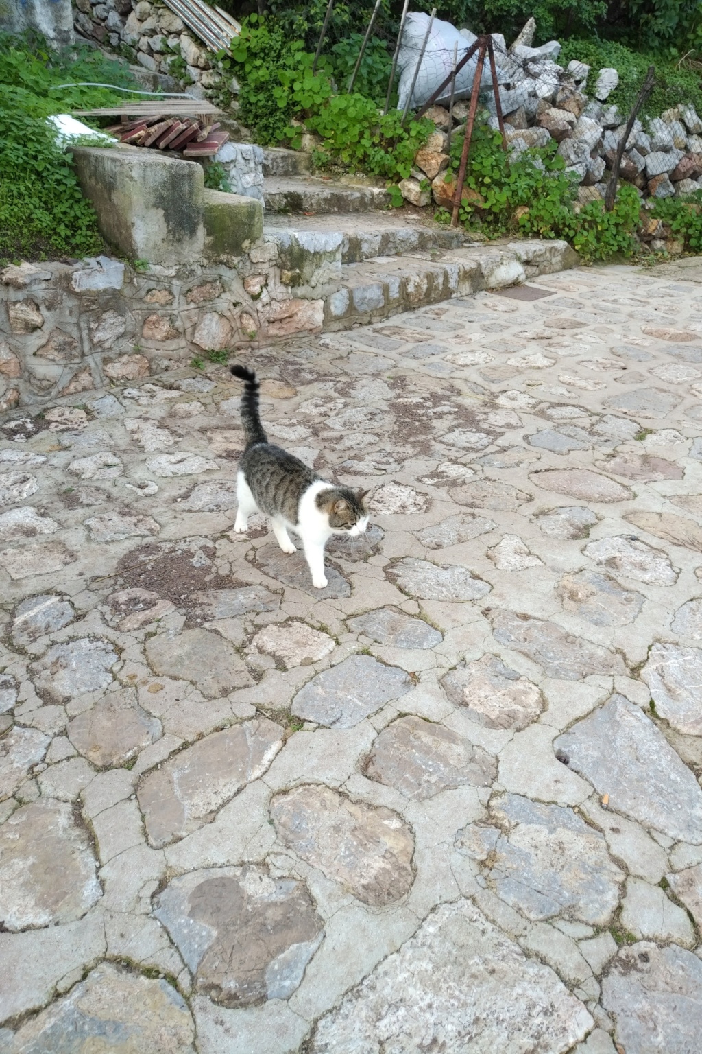 Les chats de Grèce ... Img_2123