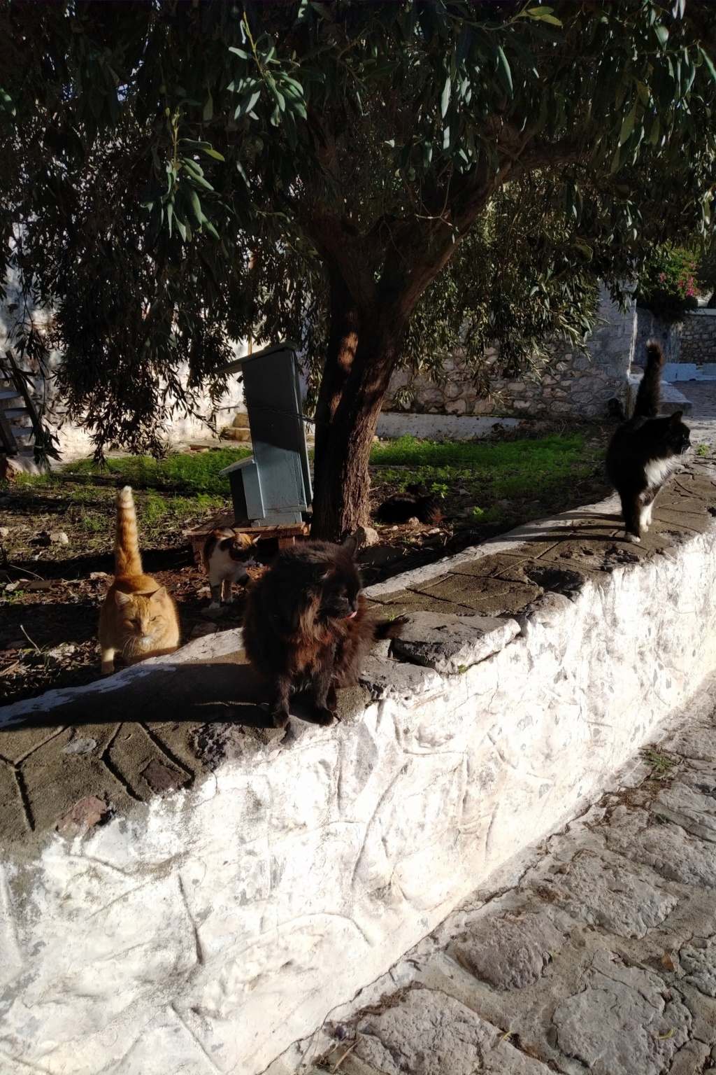 Les chats de Grèce ... Img_2127