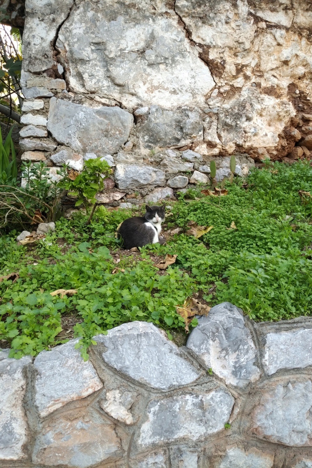 Les chats de Grèce ... Img_2128
