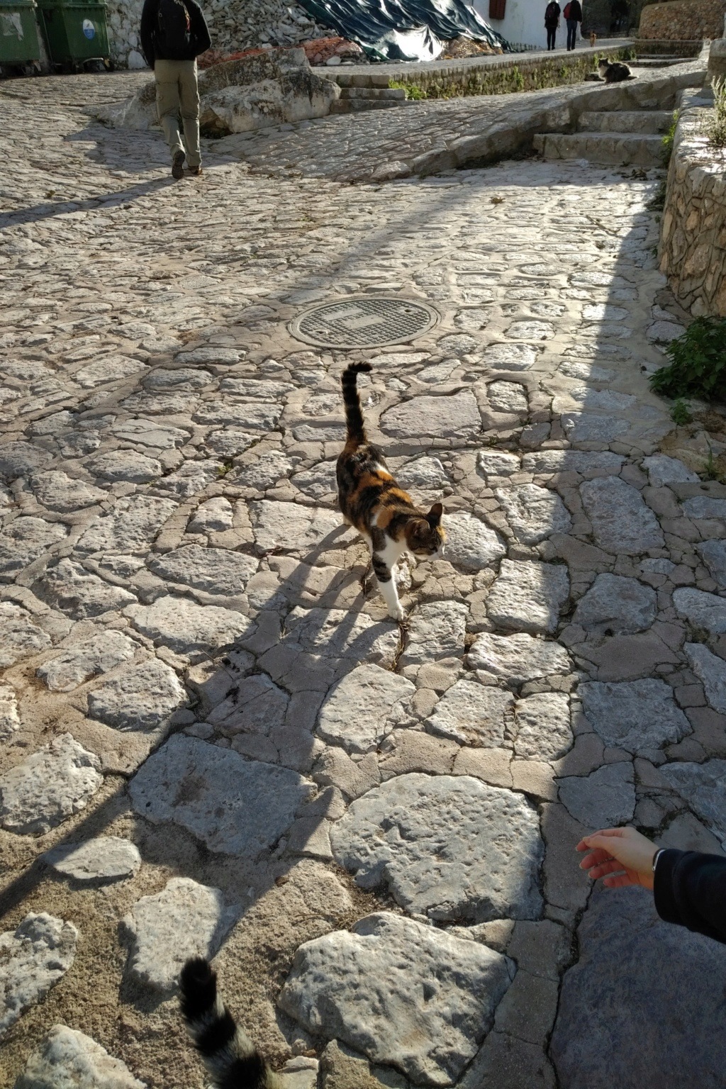 Les chats de Grèce ... Img_2129