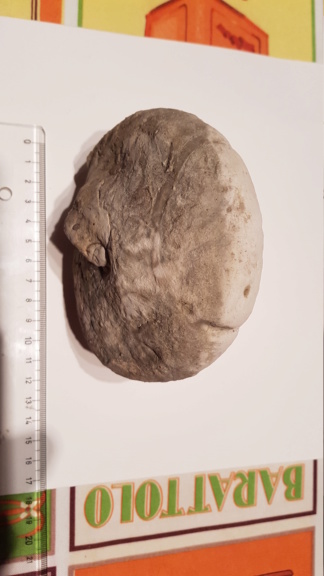 Ayuda para clasificar ammonites del Cenomaniense-Turoniense (Cretácico Superior) 20200131