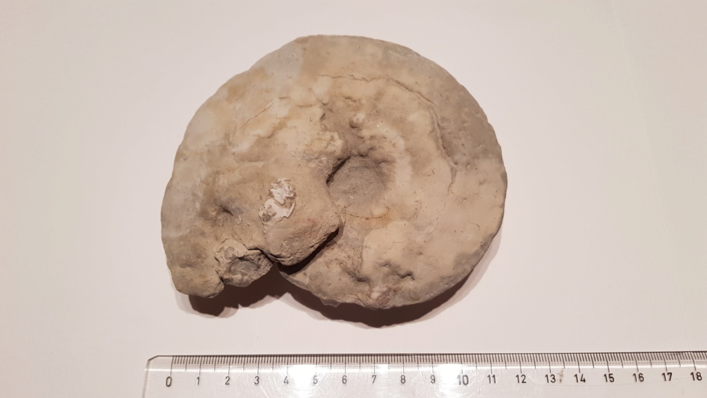 Ayuda para clasificar ammonites del Cenomaniense-Turoniense (Cretácico Superior) 20200137