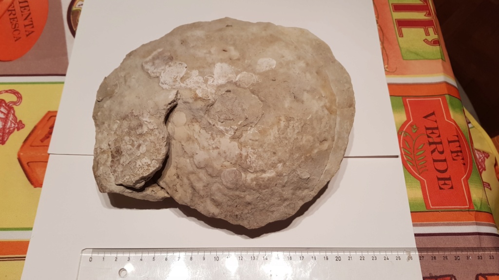 Ayuda para clasificar ammonites del Cenomaniense-Turoniense (Cretácico Superior) 20200140