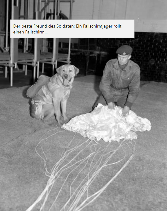 Chiens parachutistes avec dorsal ? Ch410