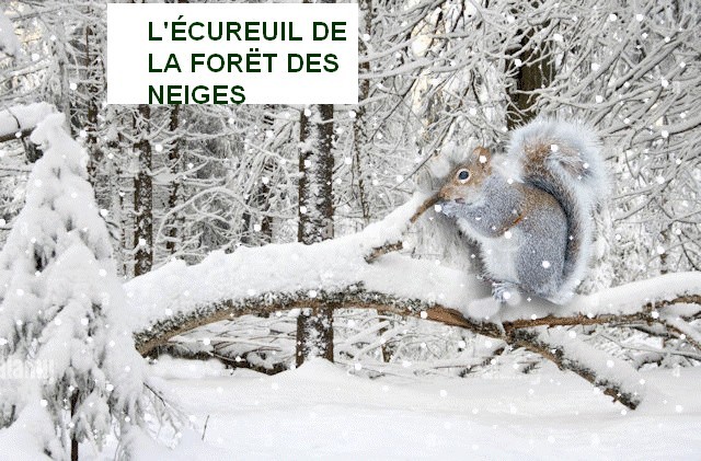 L'écureuil de la forêt des neiges Zc4p1025