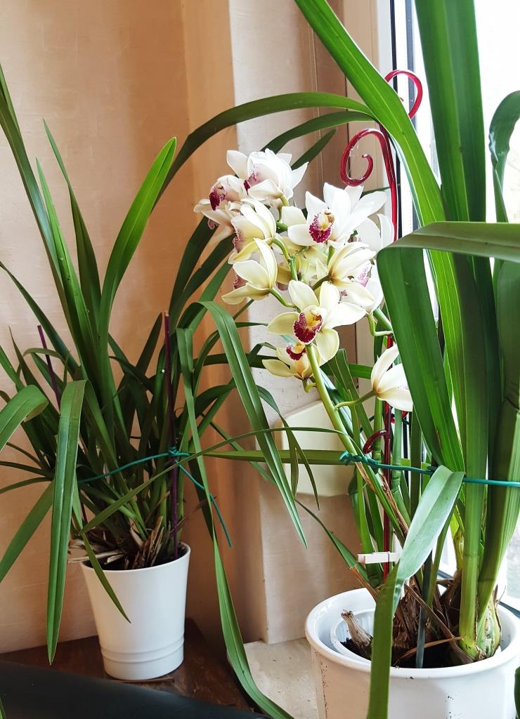 Meißner Fensterbänke - Orchideen eines Forumneulings Cymbid10