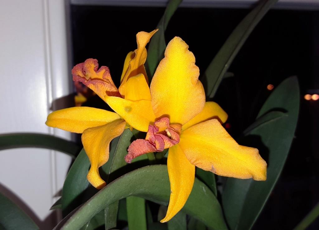 Meißner Fensterbänke - Orchideen eines Forumneulings Evtl_g10