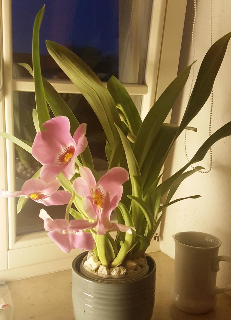 Meißner Fensterbänke - Orchideen eines Forumneulings Milton10