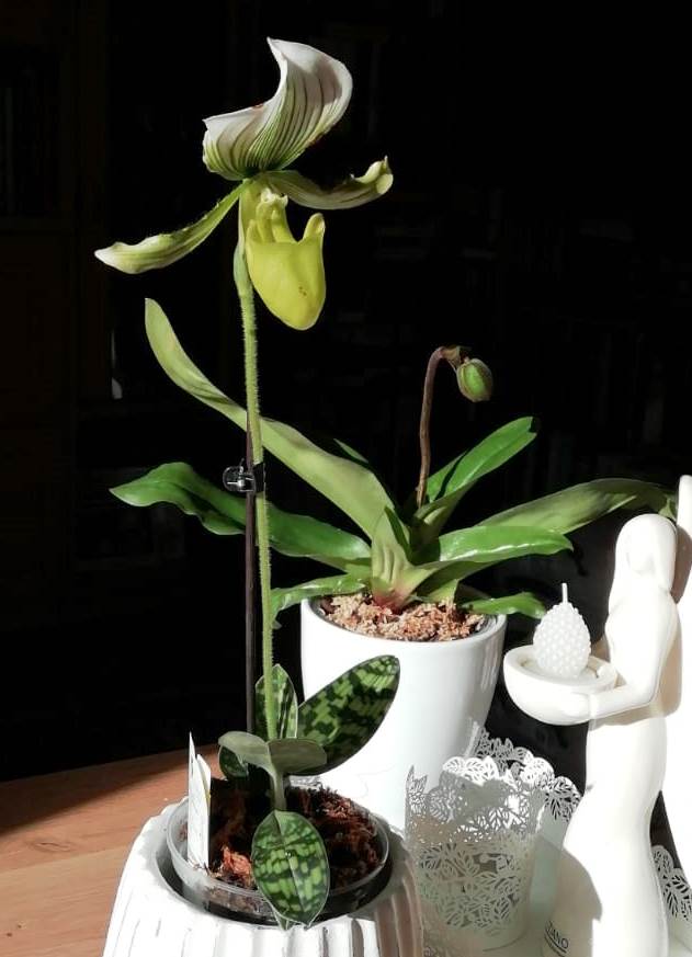 Meißner Fensterbänke - Orchideen eines Forumneulings Paphs10