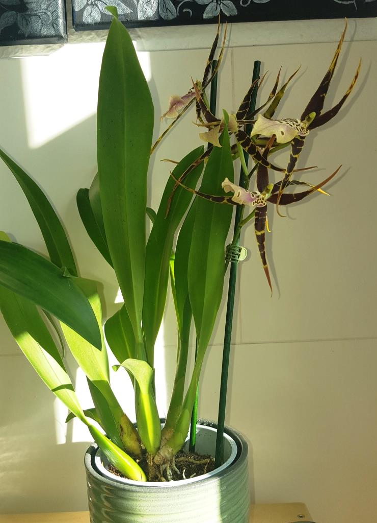 Meißner Fensterbänke - Orchideen eines Forumneulings Tolkie10