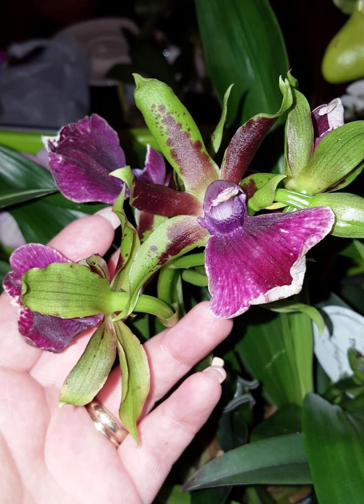 Meißner Fensterbänke - Orchideen eines Forumneulings Zygope10