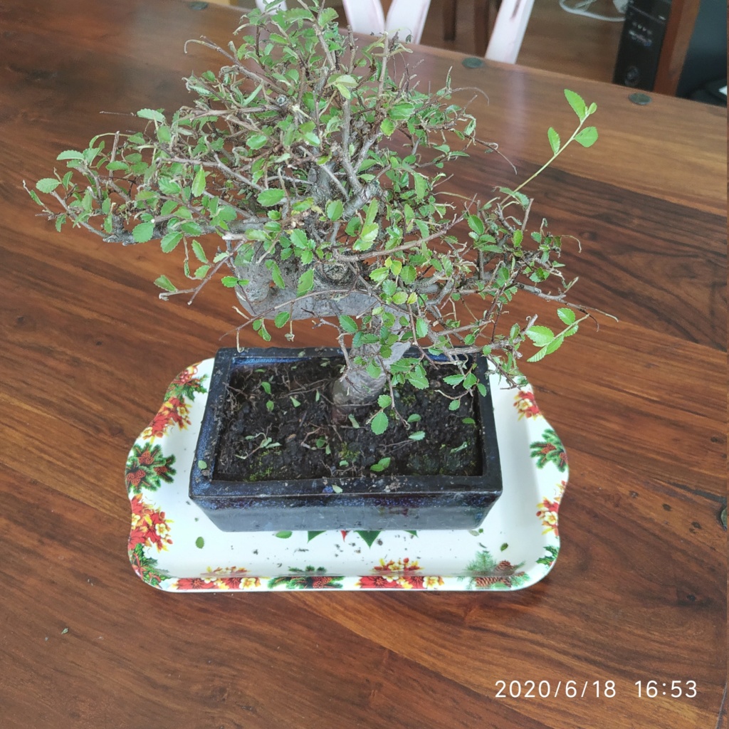 bonsai - Me han regalado un bonsai olmo chino! 15924910