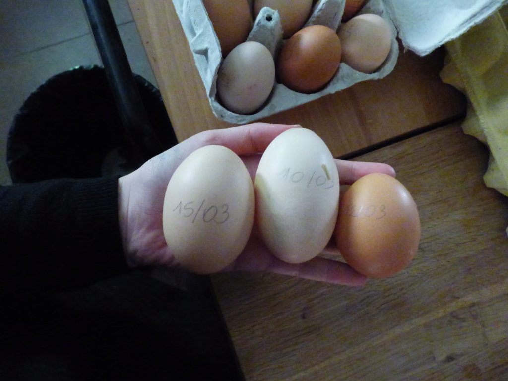 Le plus gros œuf de la saison P1080410