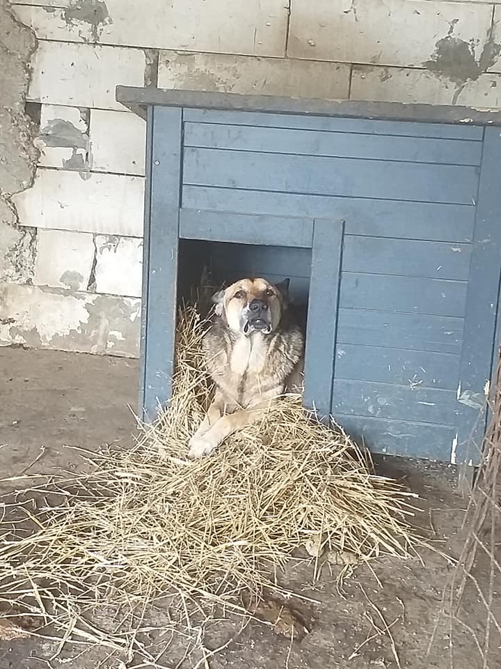 BAIATU - x berger allemand 9 ans - Asso Arche d'Eternité  - Lenuta  (Roumanie) 12276110