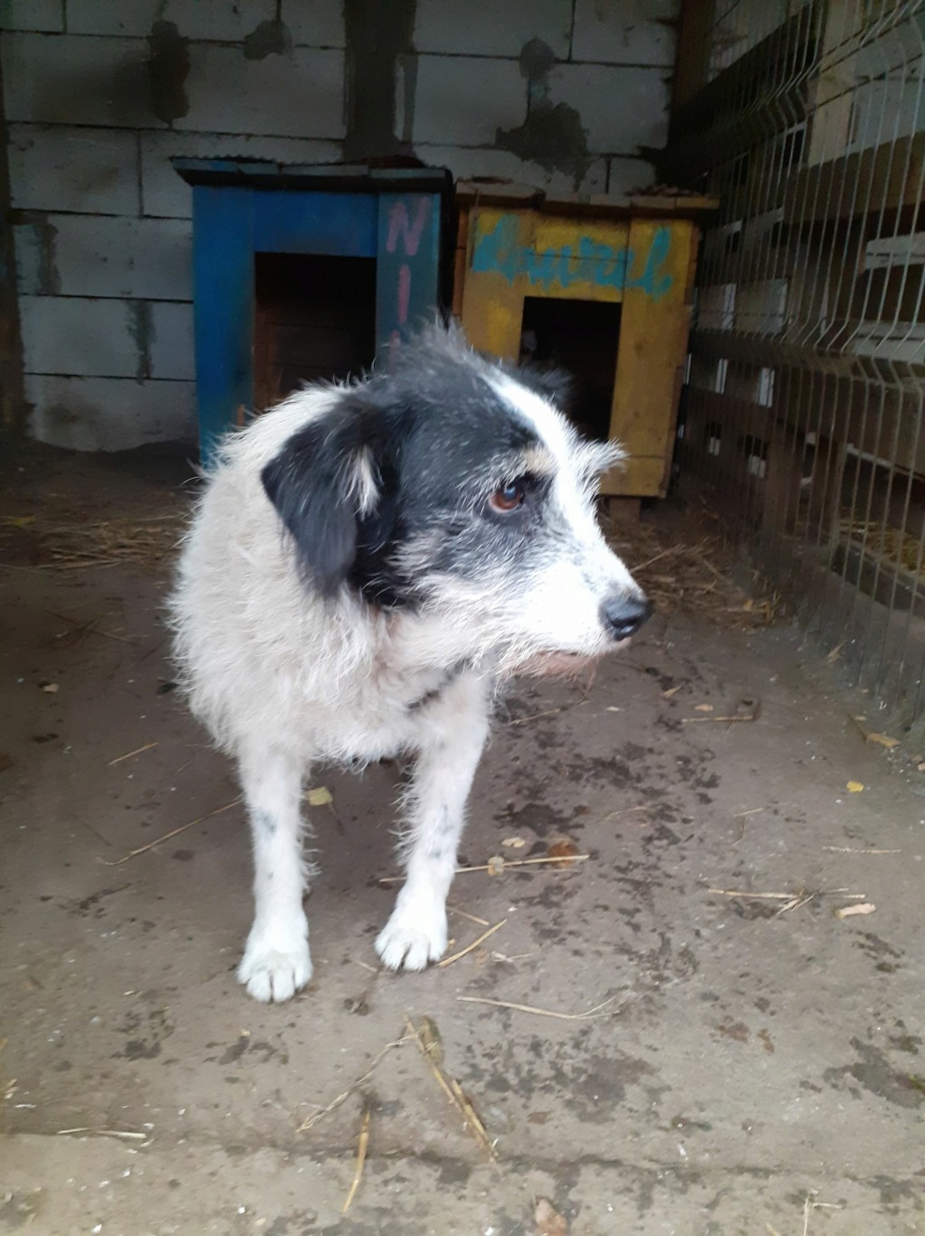 MACUMBA - griffon 11 ans  (7 ans de refuge) -Asso Arche d'Eternité (Roumanie) 12333910