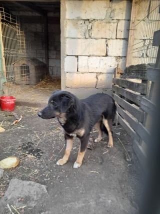 TEXANE, née en 2021, sauvée de Pallady avec 4 autres chiens - parrainée par Coco65-SC-R- 27500512