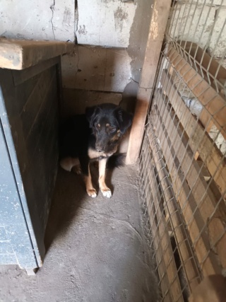 TEXANE, née le 24.03.2021 - sauvée de Pallady avec 4 autres chiens - parrainée par Coco65-SC-R- 29950111