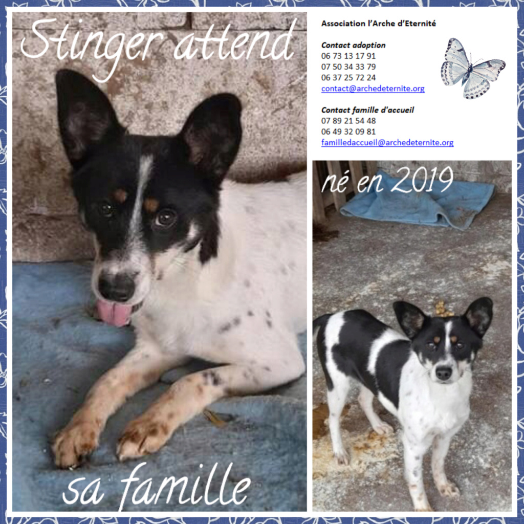 stinger - STINGER MALE NE LE 25/08/2018 - TAILLE MOYENNE SORTI DE L'EQUARRISSAGE EN AVRIL 2021- parrainé par Briska -R-SC Stinge12