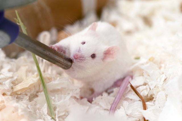 Mice for adoption in San Diego CA! Moe-7110