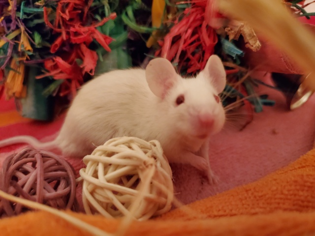 Mice for adoption in San Diego CA! Moe_210