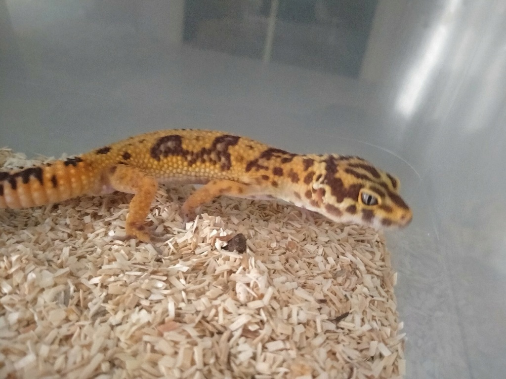 Avis phase gecko leopard  F5d7a310