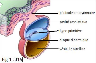 QCM 42 Embryo  2022-110