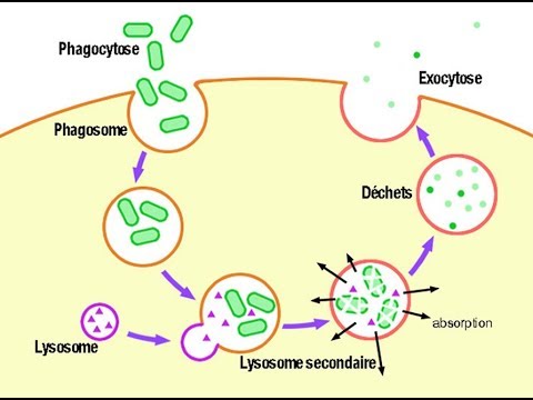 Répondu : lysosome / hétérolysosome / autophagosome / autophagolysosome / hétérophagolysosome Hqdefa10
