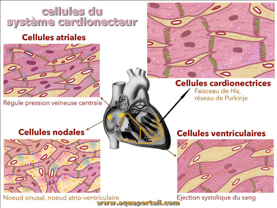 Cardionectrices et cellules nodales Image10