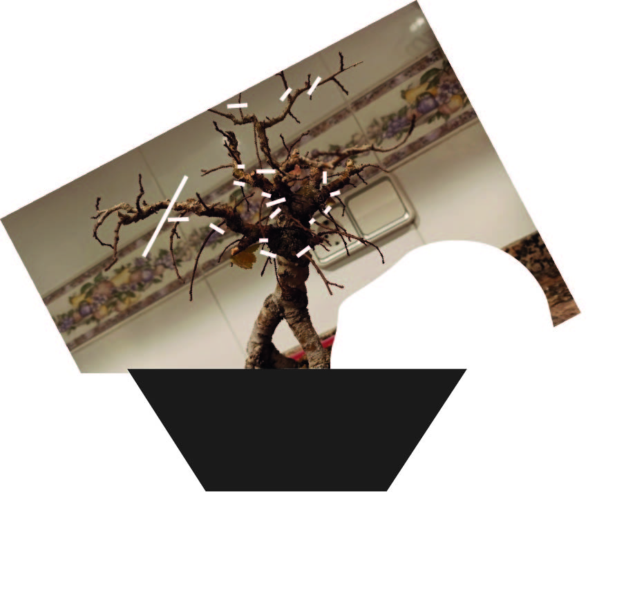 Diseño bonsai  es muy raro Ejempl10