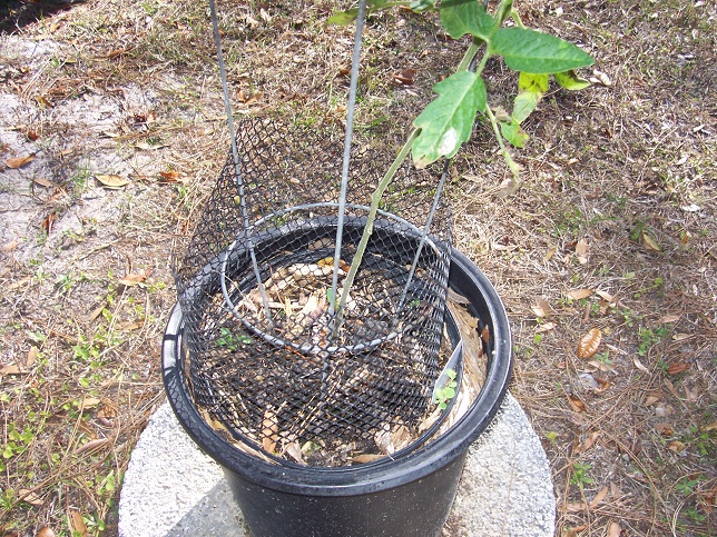 Squirrel deterrents 100_6610