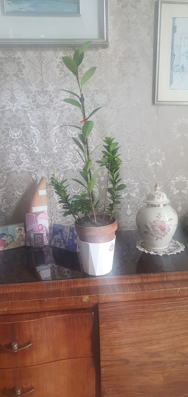 Avviare nuovo bonsai 20220913