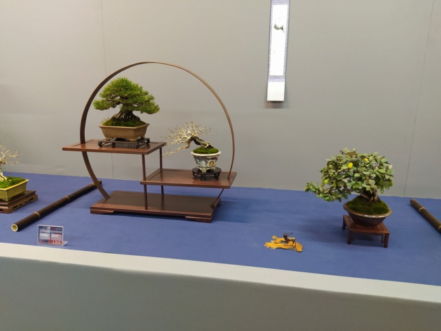 Exposición  bonsai en Aranjuez Img_2026